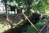 万年橋のケヤキ