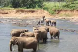 Pinnawala Elephant Orphanage