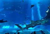 美ら海水族館