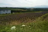 深山峠（かみふらの八景）