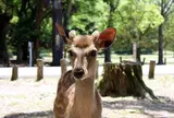 奈良公園