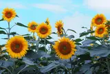 明野のひまわり畑