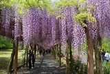 大三島藤公園