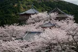 壷阪寺