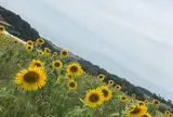 島原レタスクラブ