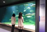 京都大学白浜水族館