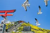 蕪島ウミネコ繁殖地