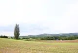 ケンとメリーの木