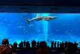 沖縄美ら海水族館