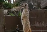 伊豆シャボテン公園
