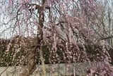 府中市郷土の森博物館