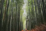嵐山 竹林の小径