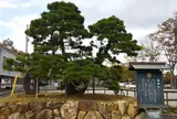 家康公鎧掛松