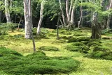 祇王寺