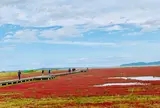 能取湖のサンゴ草群落