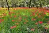 曼珠沙華公園
