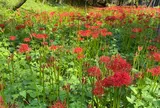 曼珠沙華公園