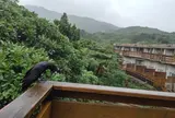 西表島ジャングルホテル パイヌマヤ