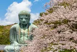 鎌倉 桜巡り