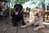 イーノの森 Dog Garden