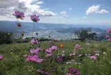 鷲ヶ峰コスモスパーク
