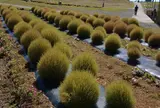 箱館山コキアパーク