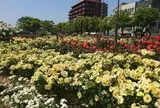 ばら公園