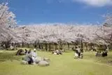 鳥屋野潟公園鐘木地区【桜の名所】
