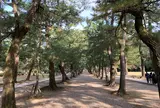 松の参道