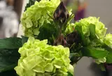 橋爪生花店