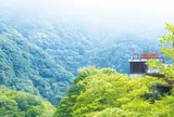 箱根自然薯の森 山薬