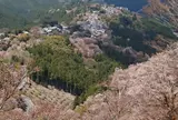 吉野山 上千本