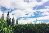 Dole Plantation