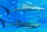 沖縄美ら海水族館