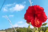 大神島