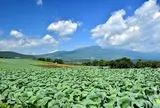嬬恋村広大なキャベツ畑