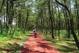 パークウェイ(阿波岐原森林公園)