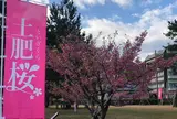 土肥桜