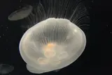 海遊館