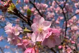 河津桜まつり