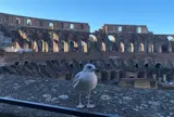 Colosseo （コロッセオ）