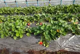 うるう農園（いちご狩り、いちご直販）