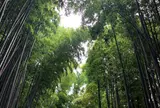 佐倉サムライの古径 ひよどり坂