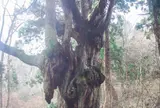 岩倉乳房杉