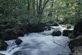 奥入瀬渓流
