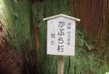 中村のかぶら杉