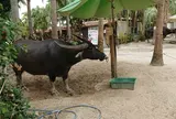 （有）竹富観光センター