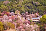 吉野山