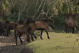 開聞山麓自然公園