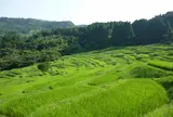 大山千枚田